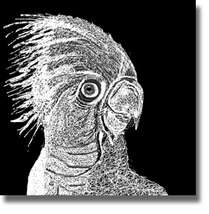 Hello Cocky - Black and White Hello Cocky - Black and White